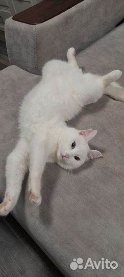 Кошечка ищет жениха