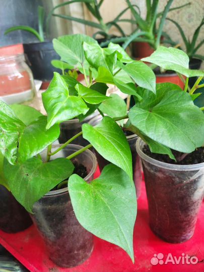 Рассада батат