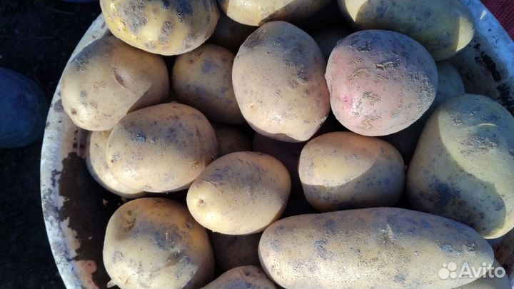 Продам картофель