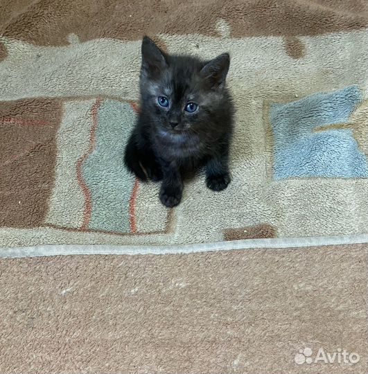 Отдам котенка