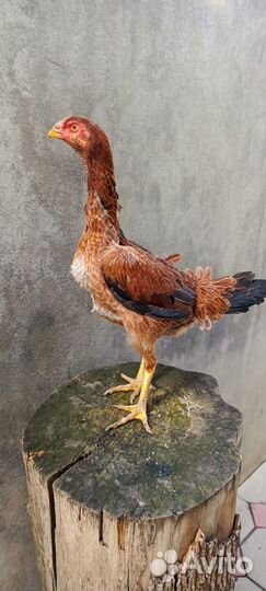 Бойцовая птица