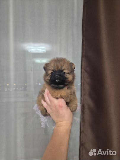 Померанский шпиц мини