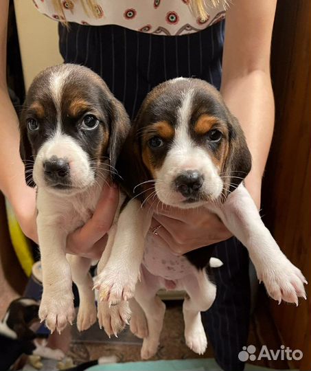 Вязка кобель (эстонская гончая)