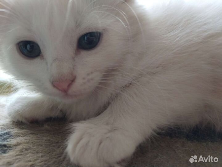 Отдам бесплатно