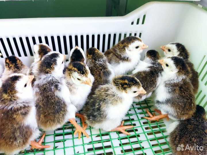 Птенцы всегда широкий ассортимент/доставка