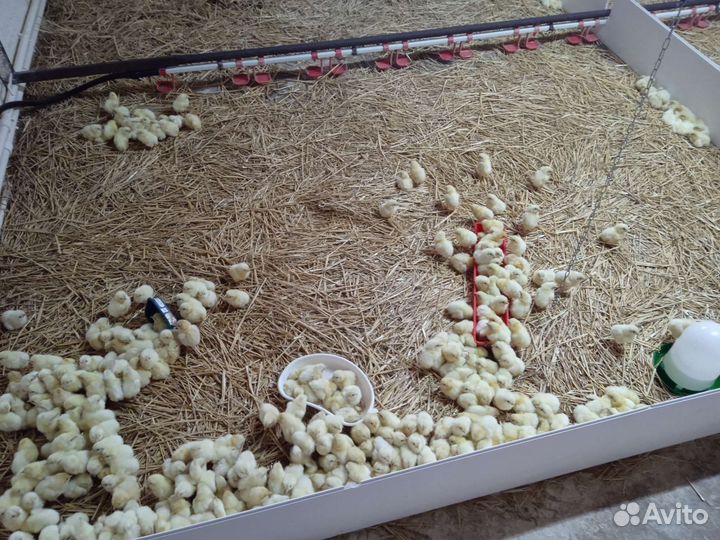 Цыплята бройлер суточные