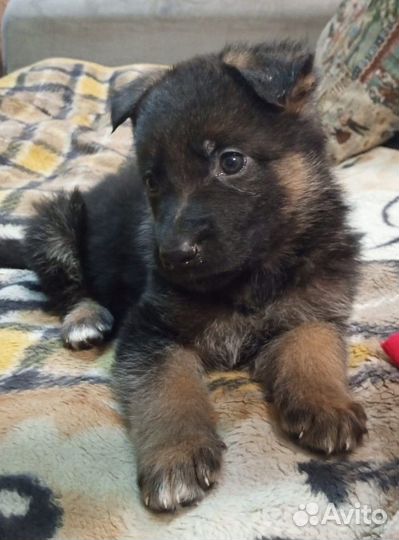 Щенки немецкой овчарки