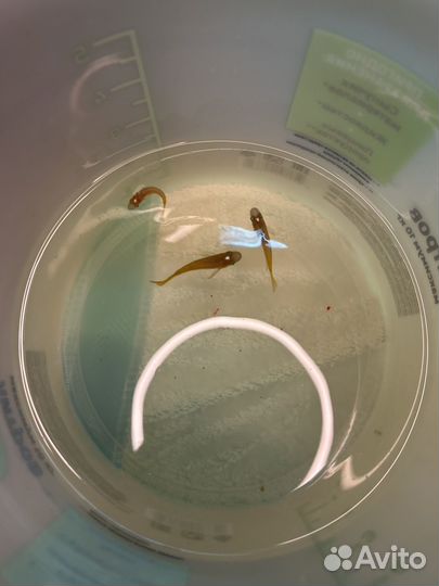 Аплохейлус золотой