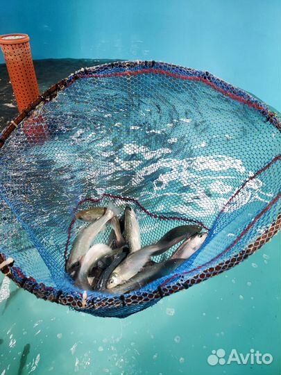 Радужная форель малек