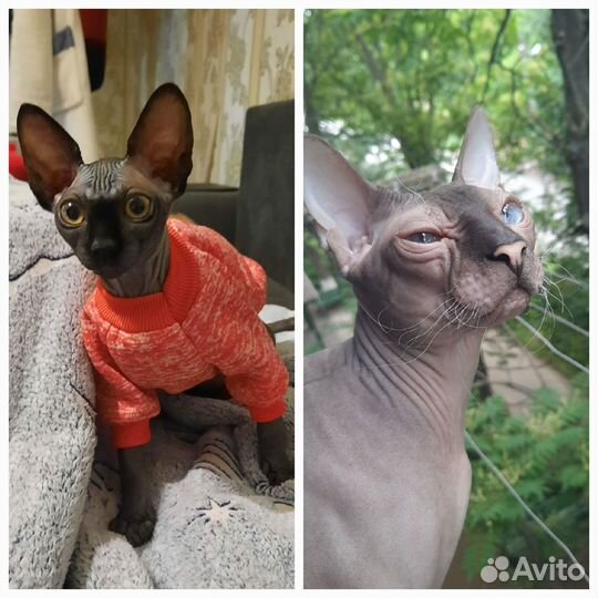 Канадский сфинкс котята