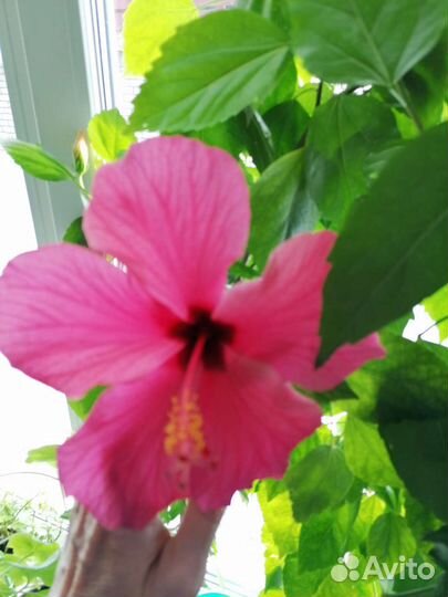 Гибискус, китайская роза