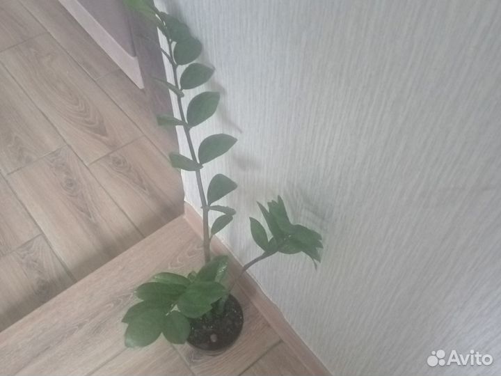 Замиокулькас