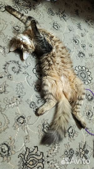 Мейн кун кошечка