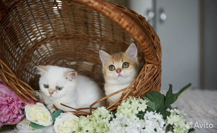 Котята британская золотая шиншилла