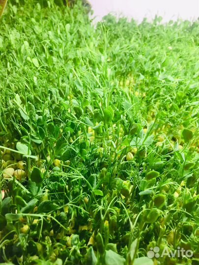 Горох микрозелень