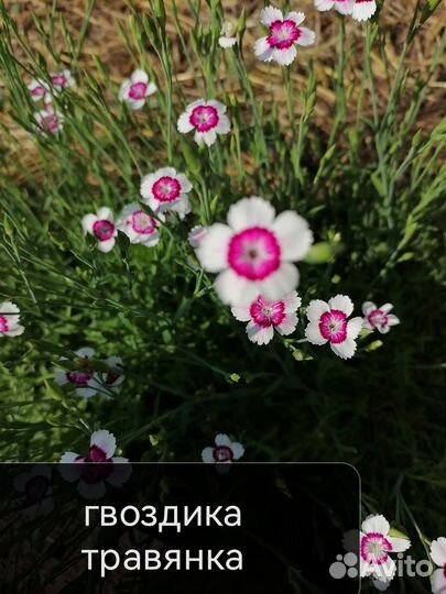 Цветы и кустарники декоративные