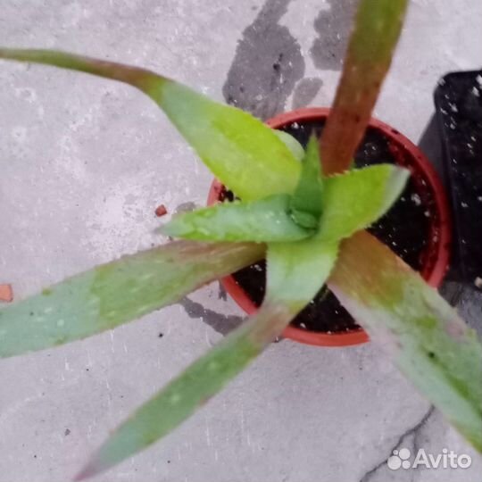 Алоэ вера, алоэ остистое