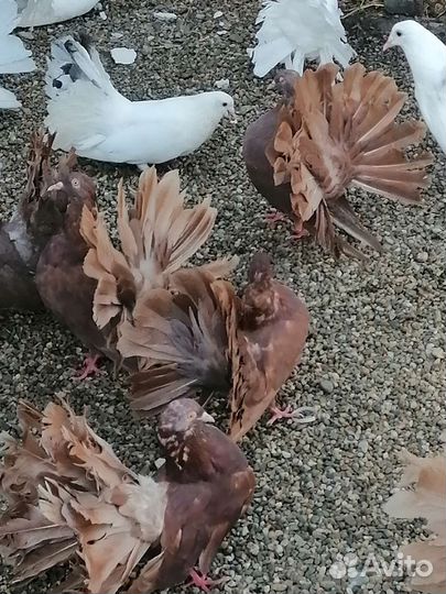 Голуби павлины