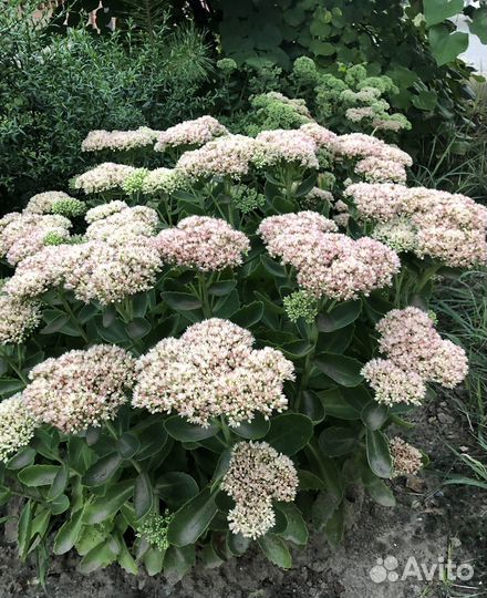 Очиток розовый