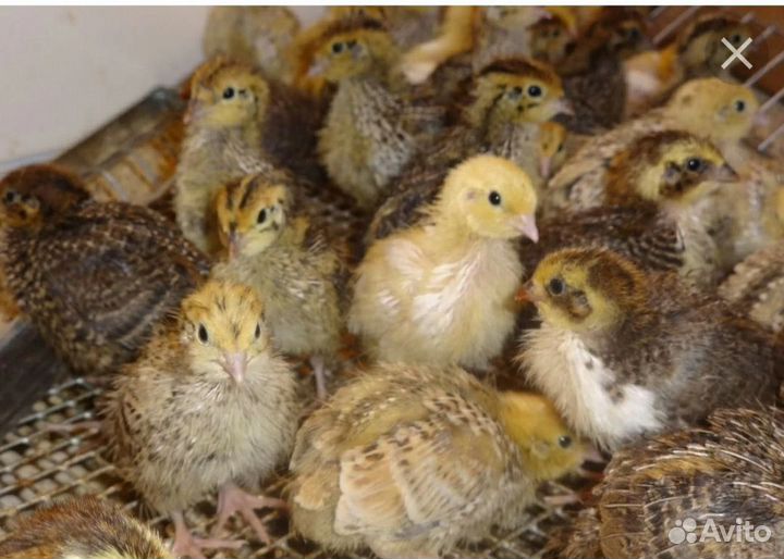 Живые перепелки яйцо