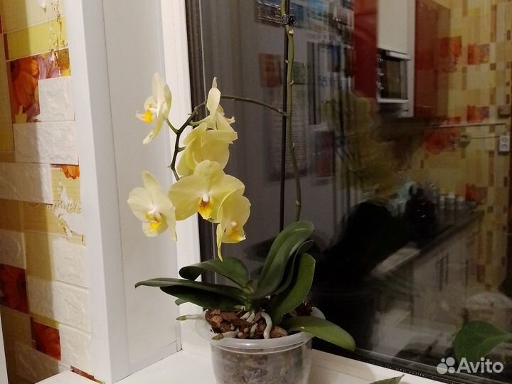 Орхидея фаленопсис