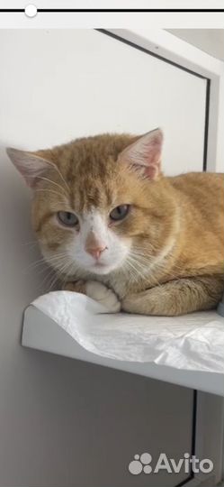 Котя