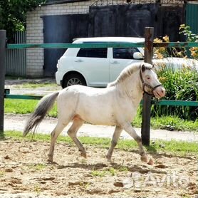 Продажа лошадей в брянской области