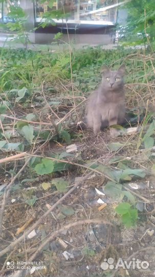 Котики братья