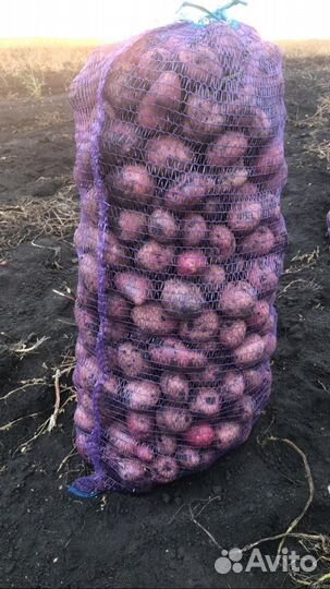 Семенной картофель Розара