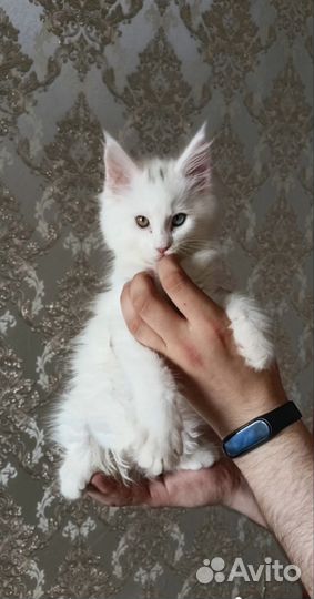 Котята мейн-кун