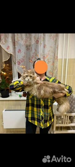Кот мейн-кун вязка