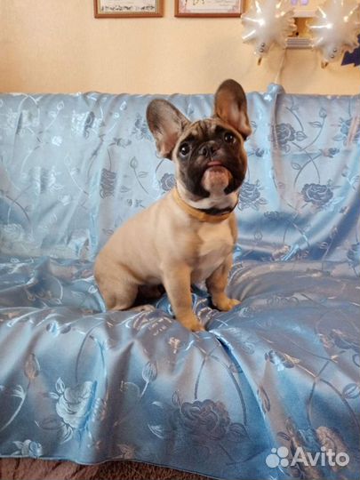 Кавалер для вязки