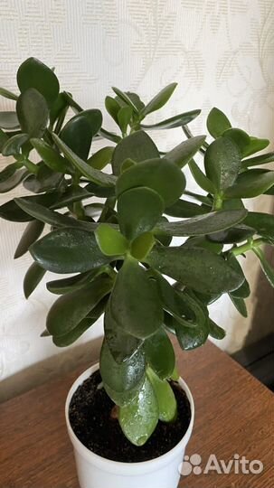 Толстянка (денежное дерево)