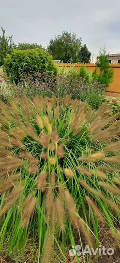 Декоративные травы,злаки