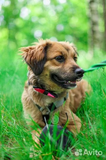 Адель ждёт семью