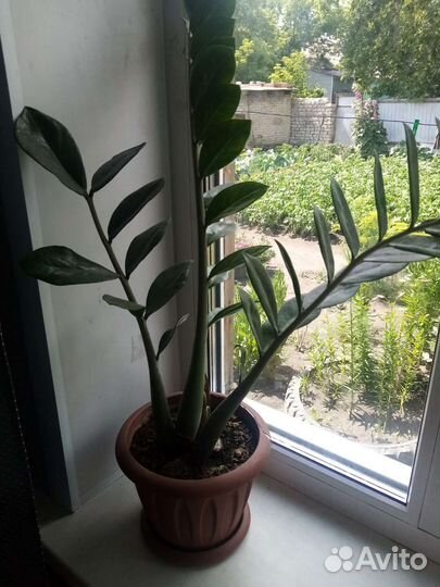 Замиокулькас