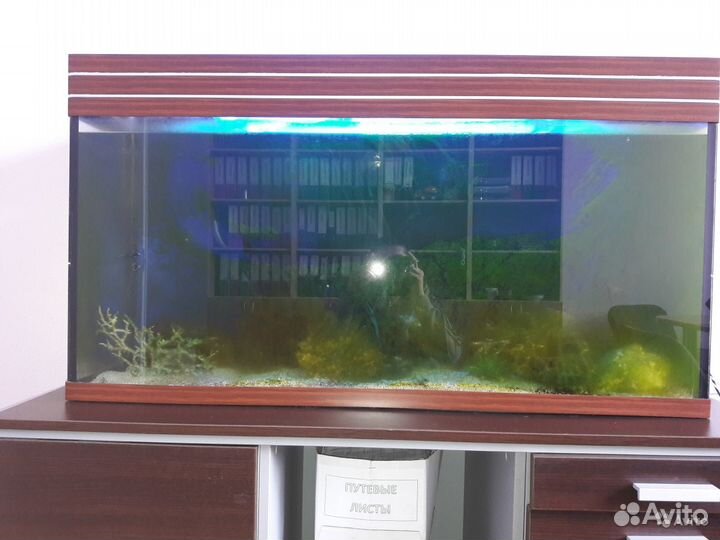 Аквариум-Обслуживание-Чистка-Дизайн-Продажа-Ремонт