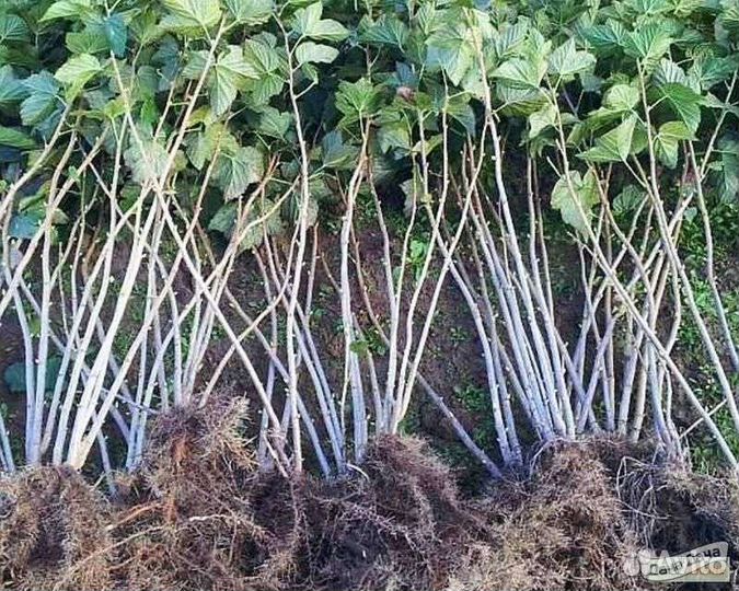 Саженцы малины