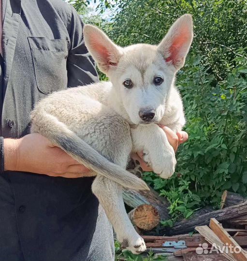 Щенок с окрасом