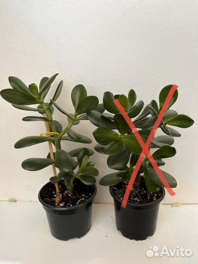 Крассула (толстянка) - денежное дерево