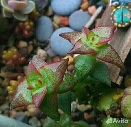 Суккуленты 2