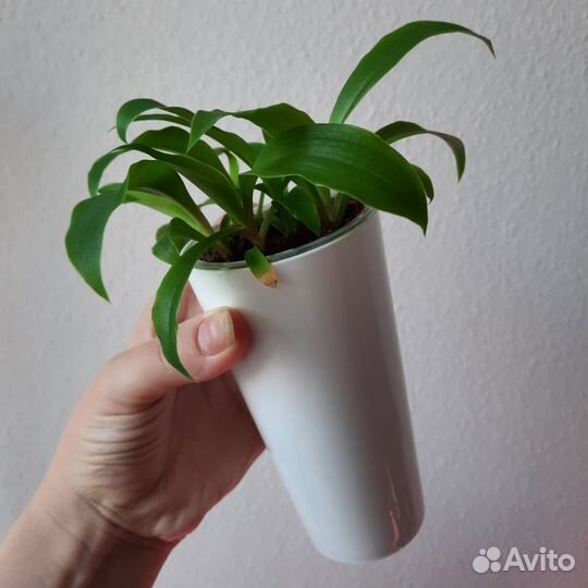 Хлорофитум Грин Оранж