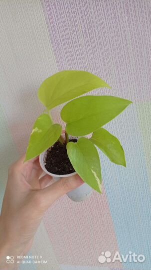 Эпипремнум неон