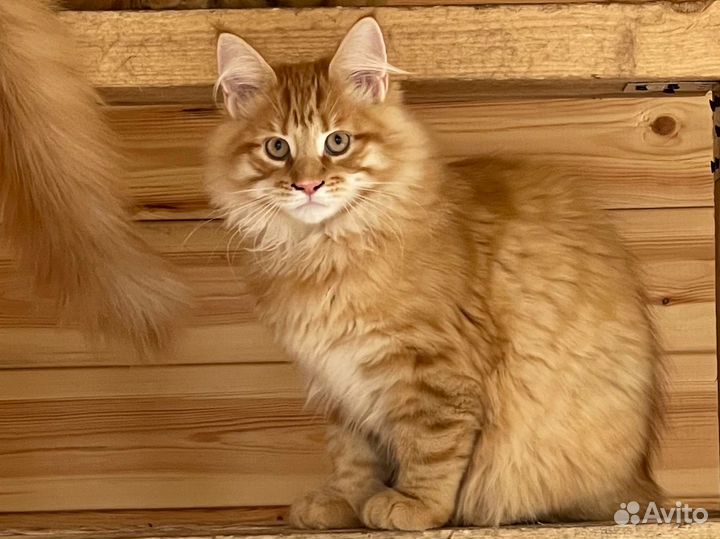 Рыжий енот - котик мейн-кун