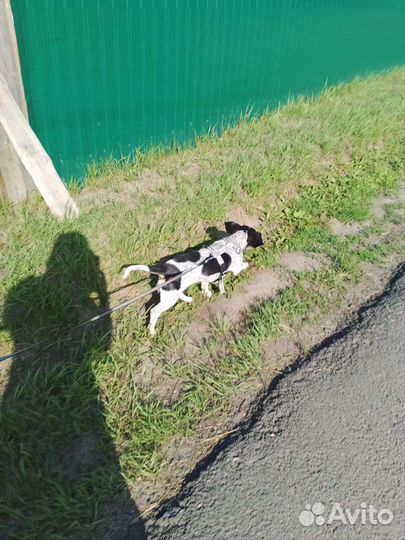 Собака в добрые руки отдам бесплатно. Смешн.такса