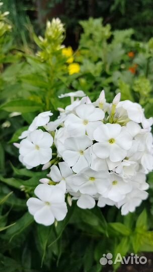 Флоксы многолетние