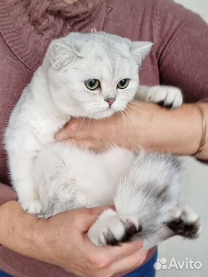 Серебристая шиншилла