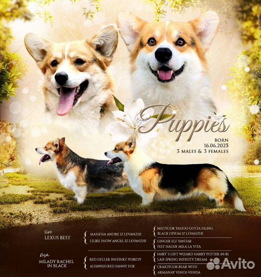 Вельш-корги пемброк