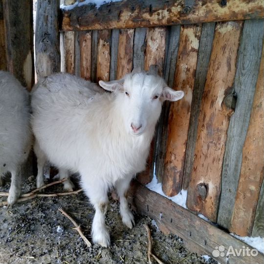 Зааненская коза