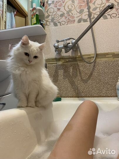 Кошки в добрые руки